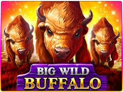 big wild buffalo